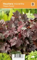 V.I.P.S. Heuchera micrantha ''Palace Purple'' - purperklokje p9 - thumbnail