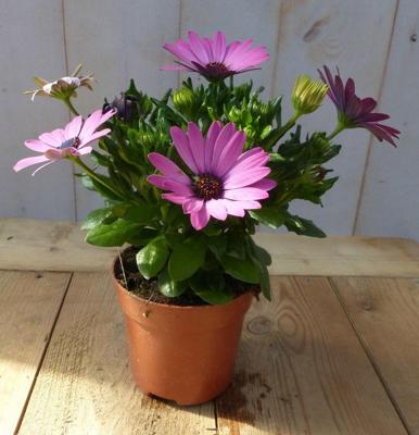 3 stuks! Spaanse margriet roze Osteospermum Warentuin Natuurlijk - Warentuin natuurlijk 3 stuks! Spaanse margriet roze Osteospermum Warentuin Natuurlijk - Warentuin natuurlijk