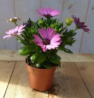 3 stuks! Spaanse margriet roze Osteospermum Warentuin Natuurlijk - Warentuin natuurlijk - thumbnail