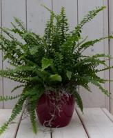 Koningsvaren rode pot 30 cm Warentuin Natuurlijk - Warentuin natuurlijk - thumbnail