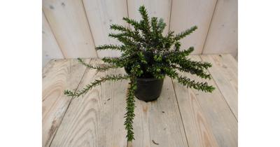 3 stuks! Winterheide roze Erica Warentuin Natuurlijk - Warentuin natuurlijk