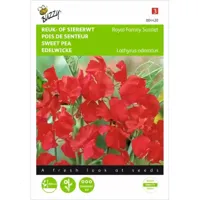 Lathyrus, Reuk- of siererwt Royal Family Scarlet - thumbnail