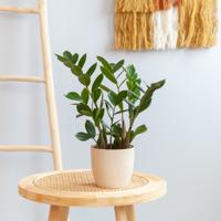 Zamioculcas zamiifolia - P12 - thumbnail