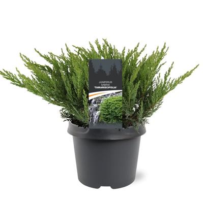 Jeneverbes Jeneverbes