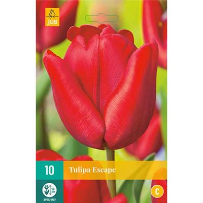 Tulp Escape 7 bollen