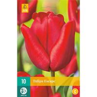 Tulp Escape 7 bollen - thumbnail