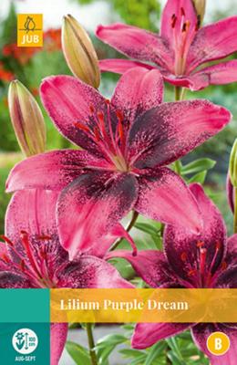 Lilium Purple Dream Bloembol JUB 2 bollen - Jub