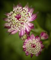 Zeeuws knoopje - thumbnail