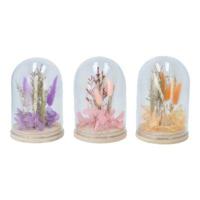Daan Kromhout Droogbloemen in stolp 16 cm 3 assorti | 6 stuks - thumbnail