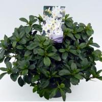 Rododendron (Rhododendron Japonica "Mary Helen") heester - thumbnail