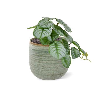 Peperomia kunstplant HRT 20cm Peperomia kunstplant HRT 20cm