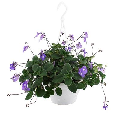 Streptocarpus Saxorum (Kaapse Primula) - P 23 cm