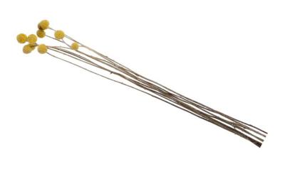 Droogbloemen Craspedia geel nat.mat 65cm