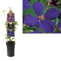 Klimplant Clematis Jackmanii - Paarse Bosrank - thumbnail
