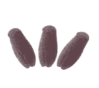 Lavendel Zeep Cicade - thumbnail