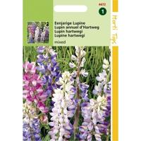 Zaden Lupine Lupine gemengd Hortitops - Hortitops - thumbnail