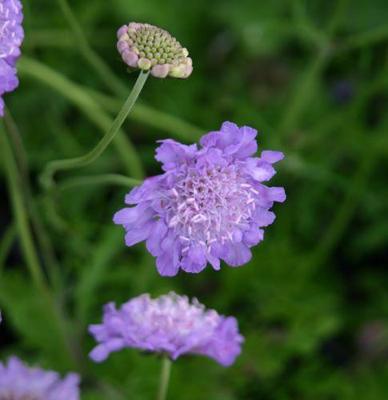 Scabiosa columbaria Butterfly Blue Samplant - Samplant