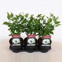 Hibiscus syriacus Speciosus - 50 - 70 cm - 5 stuks - thumbnail