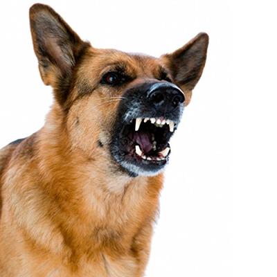 PENTATECH Elektronische waakhond EW 01 105 dB EW 01