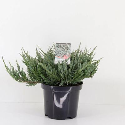 Juniperus hor blue chip 35 cm Conifeer Jeneverbes Warentuin Natuurlijk - Warentuin natuurlijk Juniperus hor blue chip 35 cm Conifeer Jeneverbes Warentuin Natuurlijk - Warentuin natuurlijk