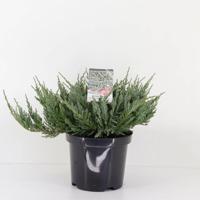 Juniperus hor blue chip 35 cm Conifeer Jeneverbes Warentuin Natuurlijk - Warentuin natuurlijk - thumbnail