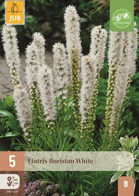 Liatris floristan white