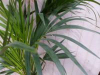 Kentiapalm Howea Forsteriana kamerplant potmaat 22 cm H110-130 cm Warentuin Natuurlijk - Warentuin natuurlijk - thumbnail