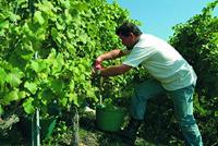 Felco 310 310 Oogstschaar 185 mm Bypass - thumbnail