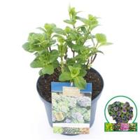 Hydrangea Macrophylla "Magical Coral Blue"® boerenhortensia - 30-40 cm - 1 stuks - thumbnail