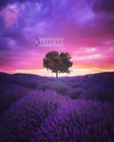 Afbeelding op acrylglas - Lavendelveld - thumbnail