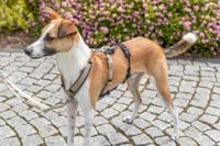 Trixie paniekadapter stay voor tuigen zwart - thumbnail