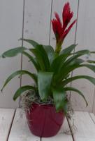 Bromelia rode pot 30 cm Warentuin Natuurlijk - Warentuin natuurlijk - thumbnail