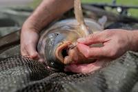 PolePosition Line Aligner Short Tungsten - thumbnail