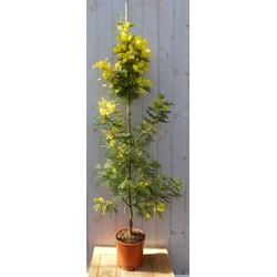Mimosa geel 120 cm Acacia Warentuin Natuurlijk - Warentuin natuurlijk Mimosa geel 120 cm Acacia Warentuin Natuurlijk - Warentuin natuurlijk