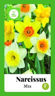 Bloembollen Narcissus 40st