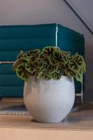 Pottery Pots Bloempot Mini Orb Grey washed-Bruin D 39 cm H 35 cm - thumbnail