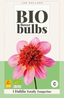 Bio dahlia totally tangerine - thumbnail
