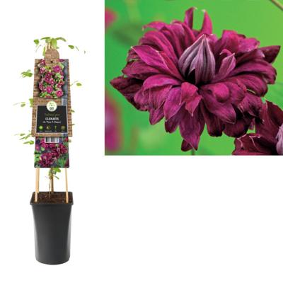 Rode bosrank (Clematis viticella "purpurea plena elegans") klimplant