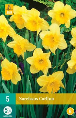 Narcissus Carlton bloembollen 5 bollen Narcis JUB - Jub Narcissus Carlton bloembollen 5 bollen Narcis JUB - Jub