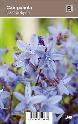 V.I.P.S. Campanula poscharskyana - zodevormend klokje p9
