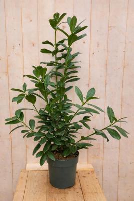 Laurierkers meerstammig Prunus laurocerasus 120 cm witte bloemen Warentuin Natuurlijk - Warentuin natuurlijk