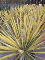 Palmlelie - thumbnail