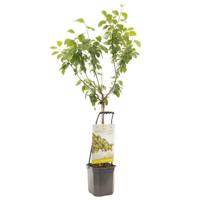 Pruim Reine Claude d'Oullins Wonder Tree - thumbnail