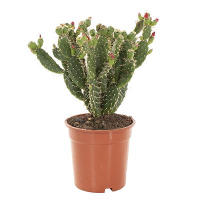 Opuntia Quitensis (bloeiend) - P 17 cm