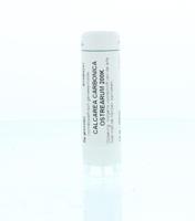 Homeoden Heel Calcarea carbonica 0 200K 6 Gram - thumbnail