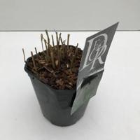 Vingergras (Panicum virgatum "Squaw") siergras - In 3 liter pot - 1 stuks - thumbnail