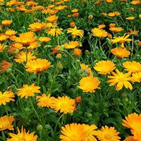 Calendula Officinalis zaden Balls Orange goudsbloem - thumbnail