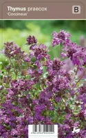 V.I.P.S. Thymus praecox ''Coccineus'' - kruiptijm p9 - thumbnail