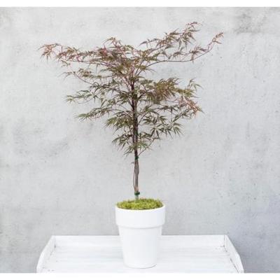 Japanse esdoorn (Acer palmatum "Garnet") heester - 50-60 cm - 1 stuks - thumbnail