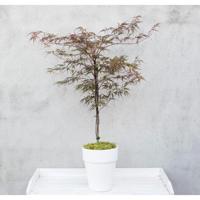 Japanse esdoorn (Acer palmatum "Garnet") heester - 50-60 cm - 1 stuks - thumbnail